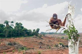 Deforestation Activity Photo in Liberia