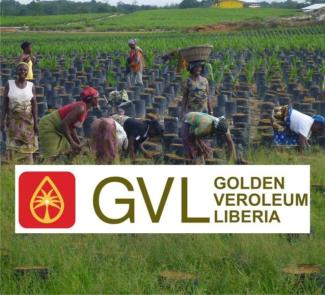 Plantation of Golden Veroleum Liberia (GVL)